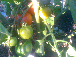 Ripening tomatoes